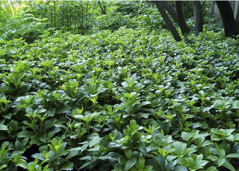 pachysandra-vrcholová